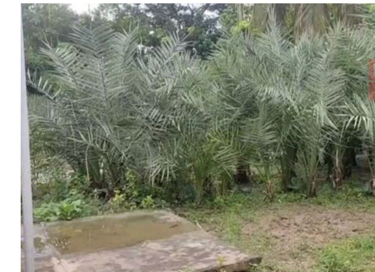 গোসাইরহাটের সোলায়মান আরবের খেজুর-চারা বেচে আয় ৪ লাখ টাকা