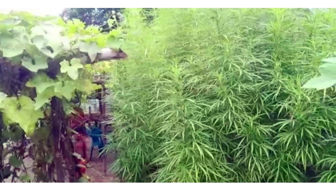 বাড়ির আঙিনা থেকে ১০০ গাঁজা গাছ জব্দ  দম্পতি পলাতক