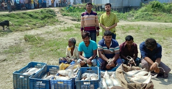 জাজিরায় মা ইলিশ বহন করার দায়ে ৫ জনের কারাদন্ড