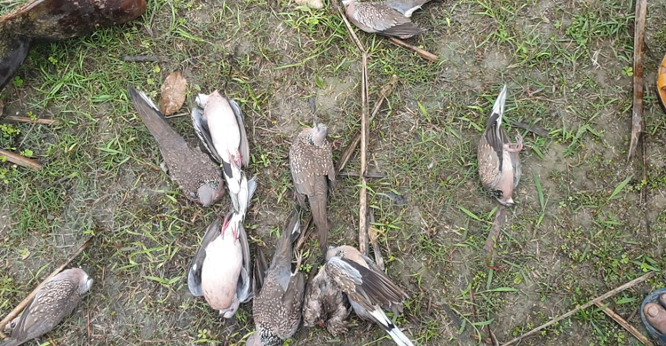 বিষ প্রয়োগে ঘুঘু হত্যায় কৃষককে জরিমানা