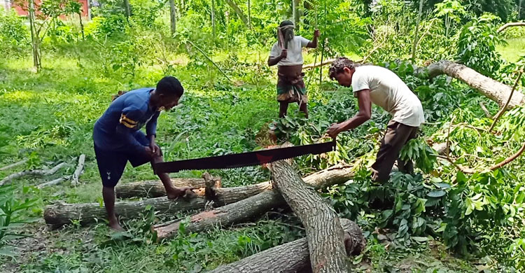 শরীয়তপুর বন বিভাগে চলছে বৃক্ষ নিধন