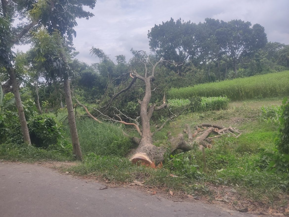 শরীয়তপুরে সরকারী গাছ কর্তন, গাছ জব্দ