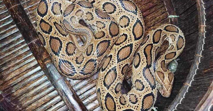 জাজিরায় রাসেলস ভাইপার ধরে রেসকিউ টিমকে হস্তান্তর